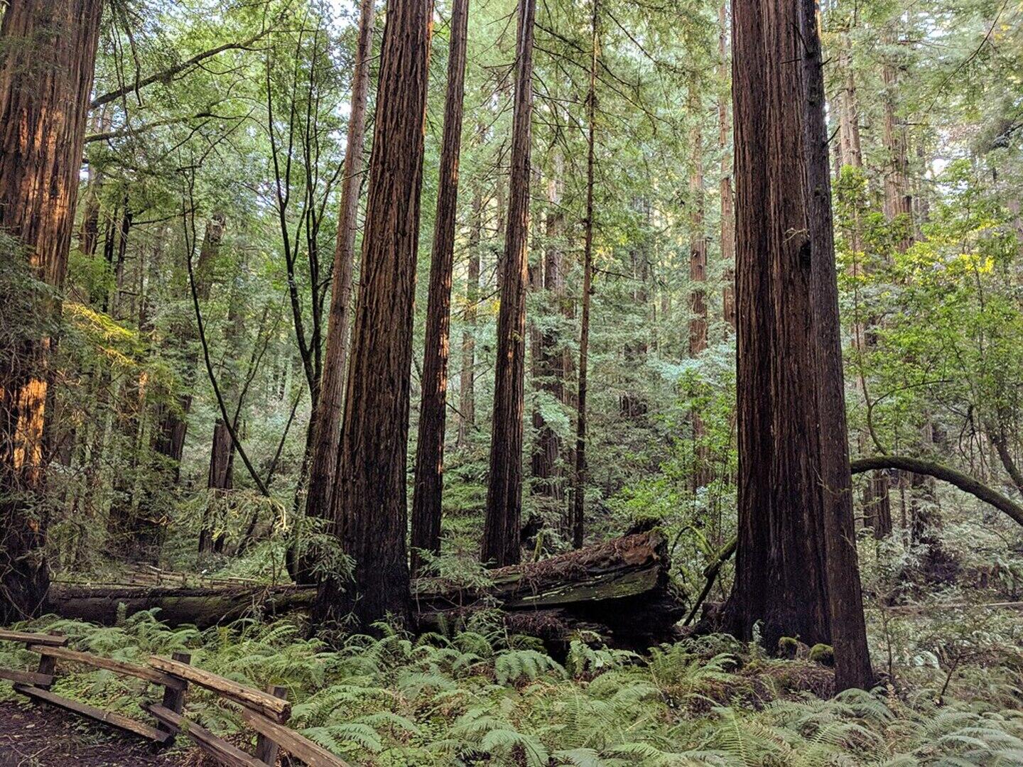 Guided Muir Woods Forest Walk
