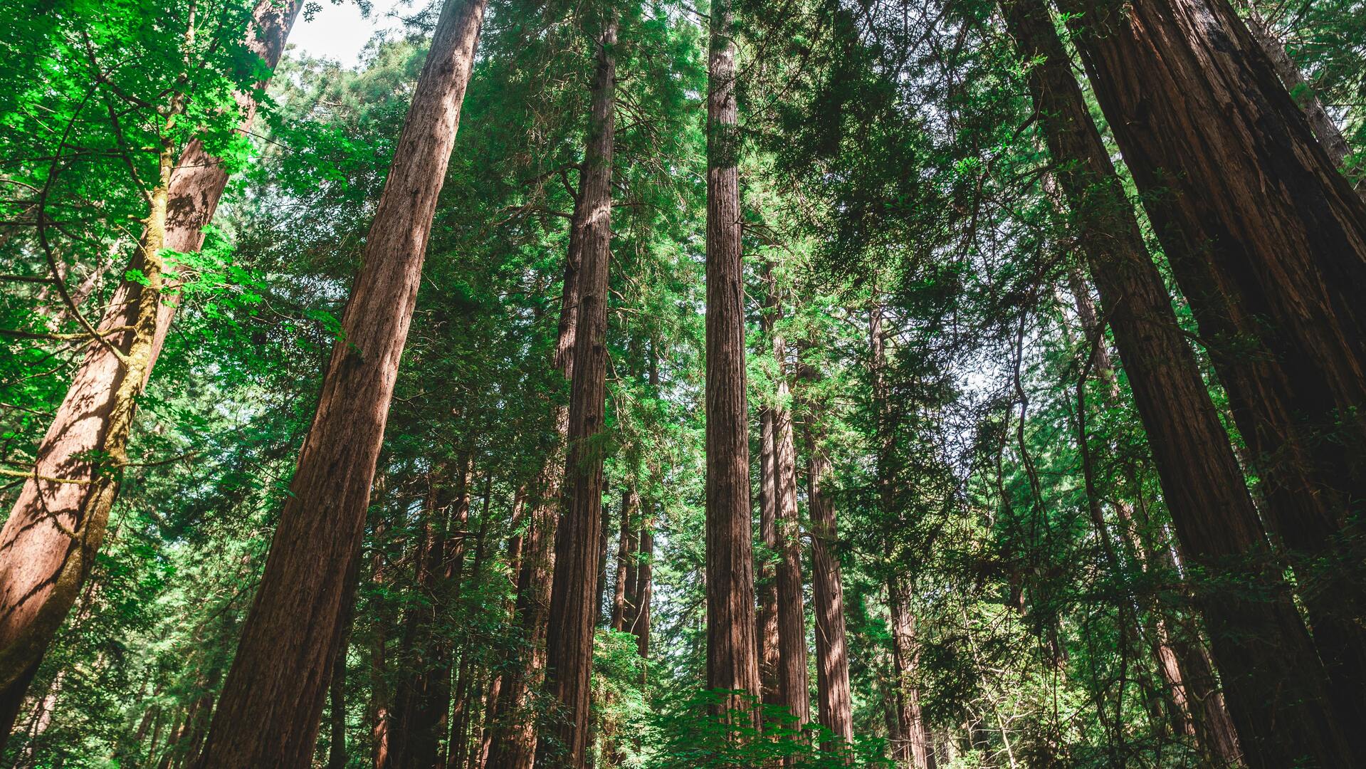 Muir Woods Ancient Redwood Forest