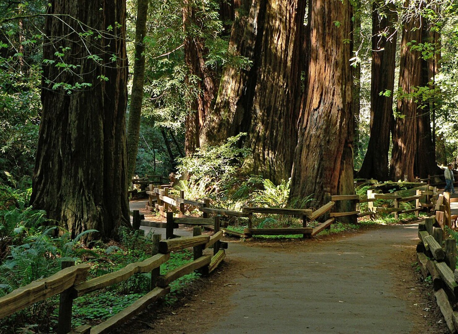 Muir Woods